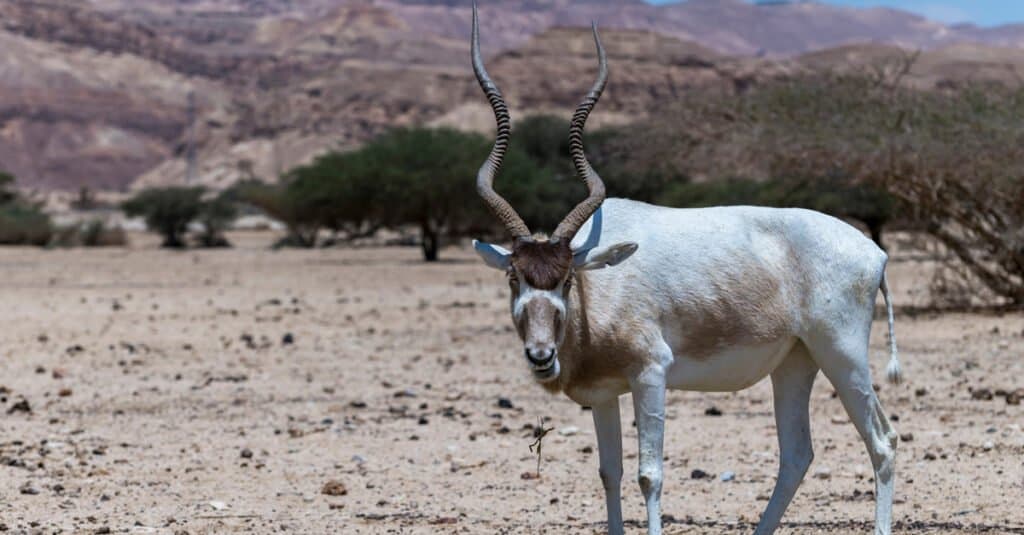 Addax standing in the desert