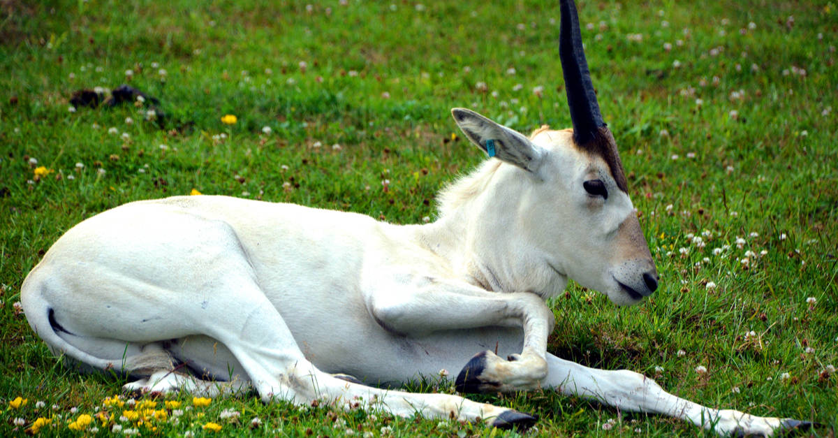 Addax calf laying down in grass