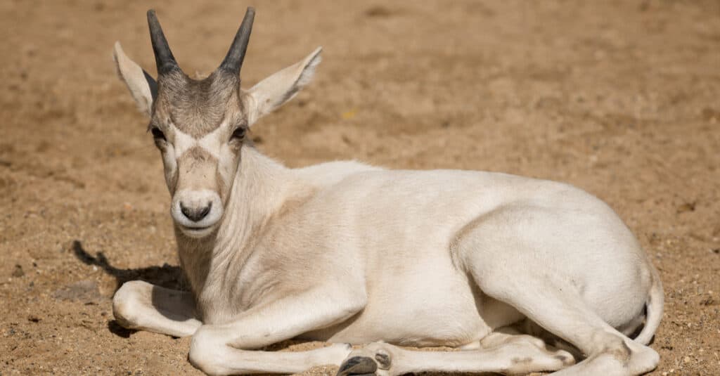 Addax calf laying down in dirt