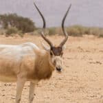 Addax