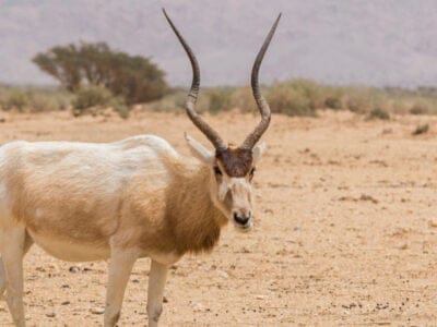 Wildlife in Sudan - Types of Sudanese Animals - AZ Animals