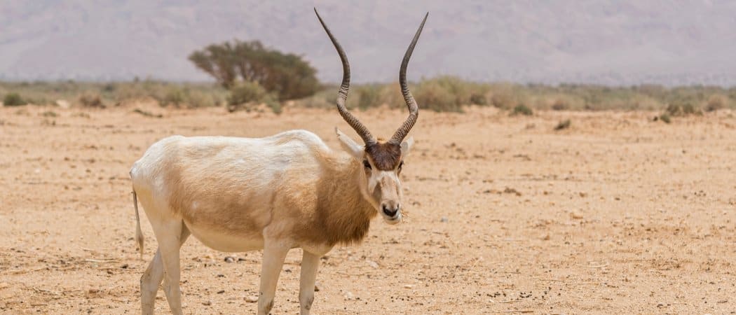 Addax roaming in dessert