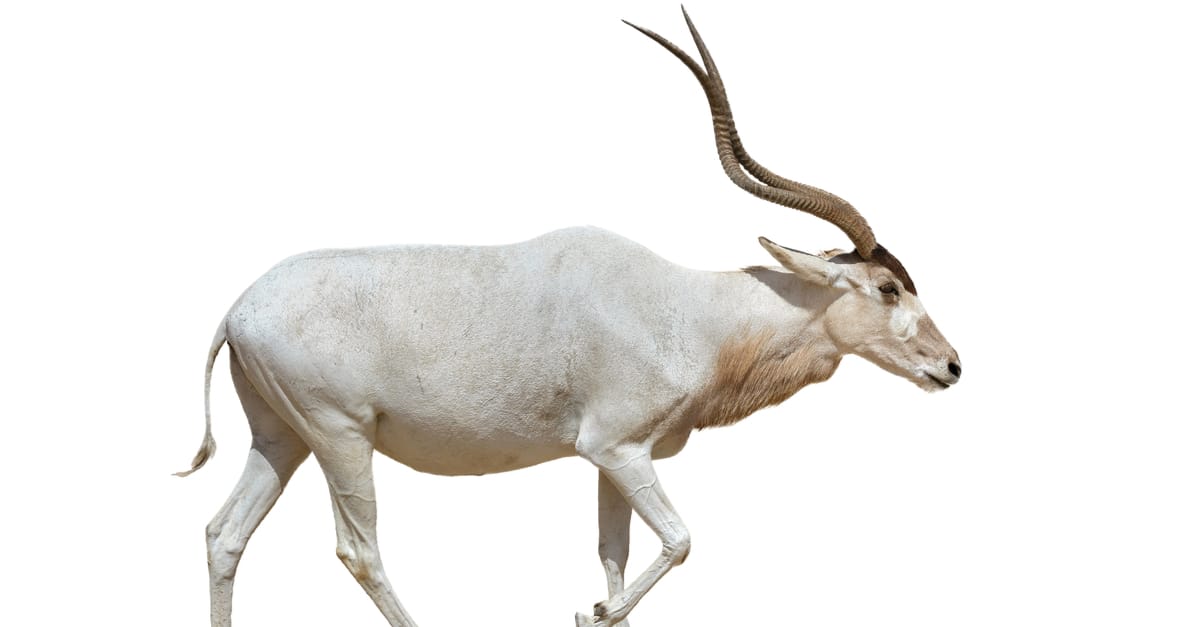 isolated Addax