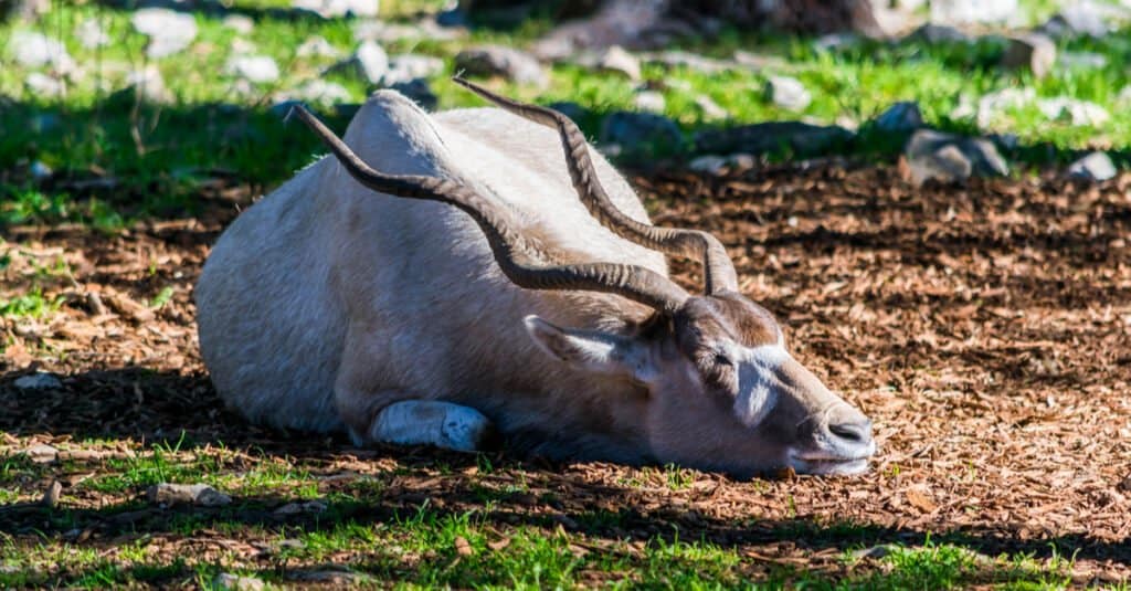 10 Animals with the Biggest Horns in the World - AZ Animals