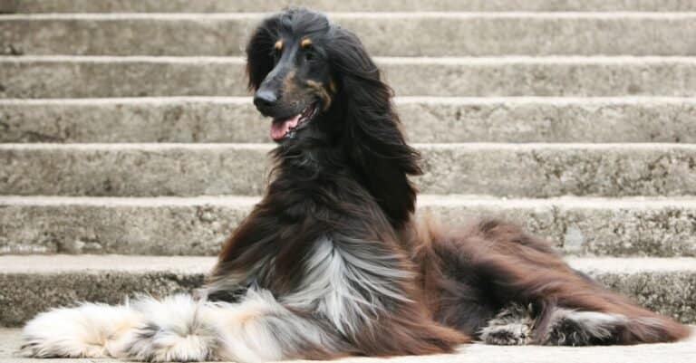 Afghan hound laying on steps, wind blowing coat