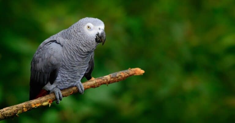 African grey parrot perched at end of branch in forest