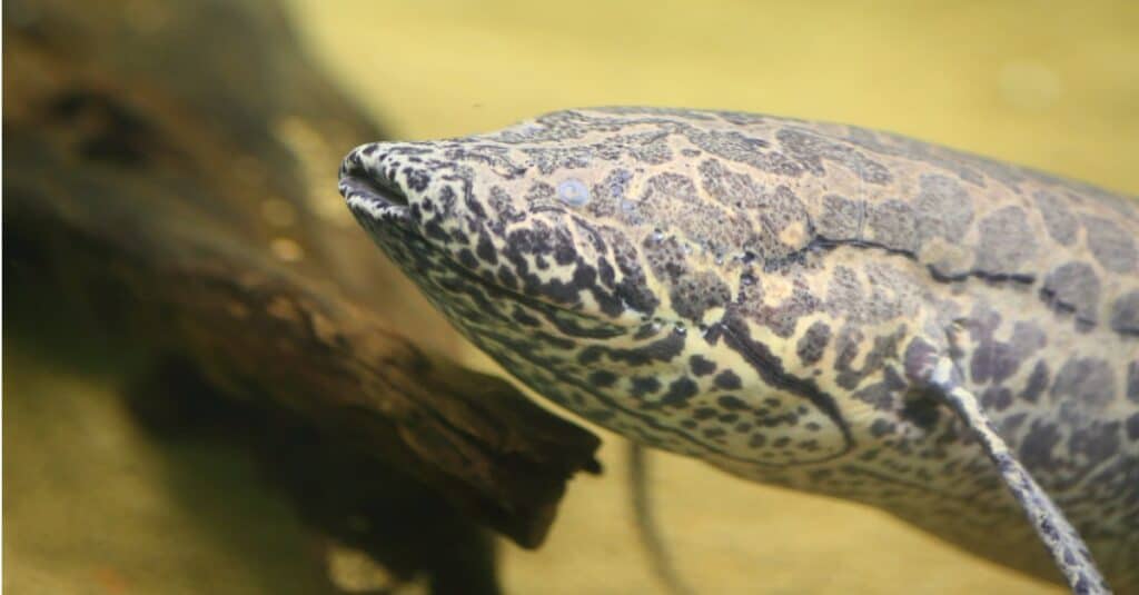 animals that estivate: African lungfish