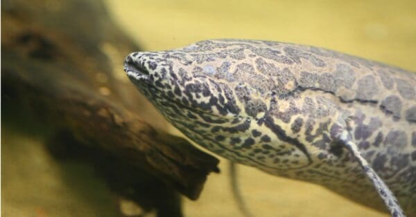 This Peculiar Fish 'Hibernates' and Actually Needs Air to Live - A-Z ...