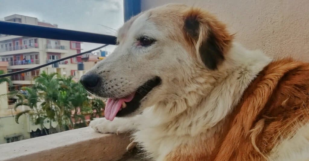 Aidi laying on a balcony