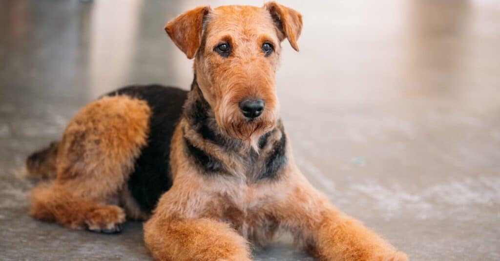 Airedale Terrier, a large terrier breed, on the floor. 