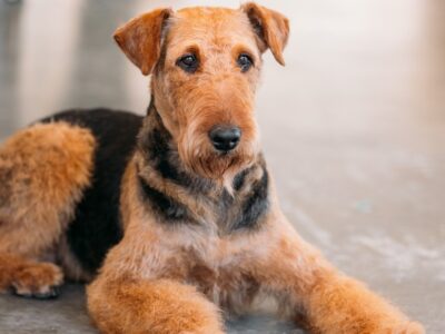 A Airedale Terrier Coat: Colors, Patterns, and Feel