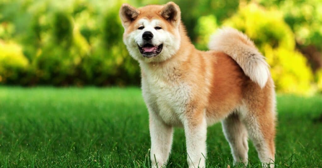 Akita standing outside, smiling