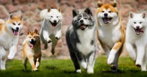Discover the 2 Types Of Akita Dogs Picture