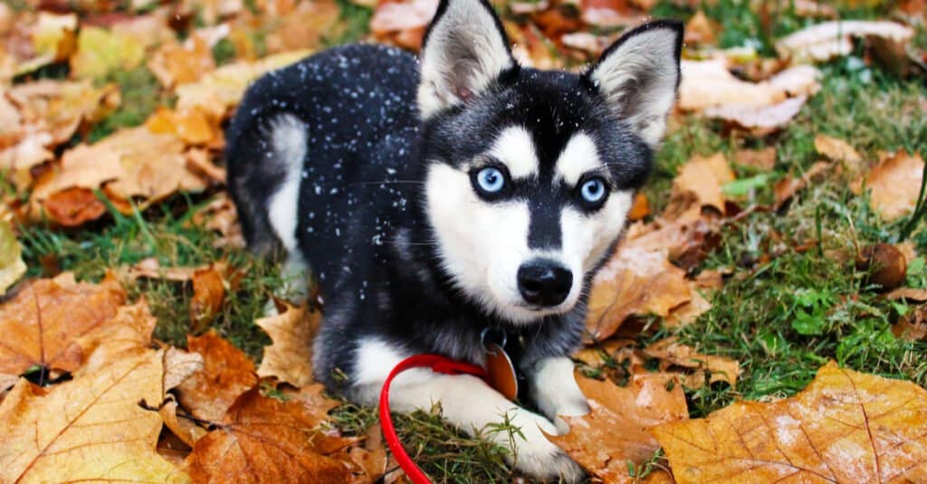 Alaskan Klee Kai laying down in leaves