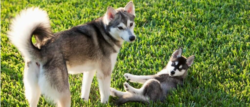 Alaskan Klee Kai and pup in grass