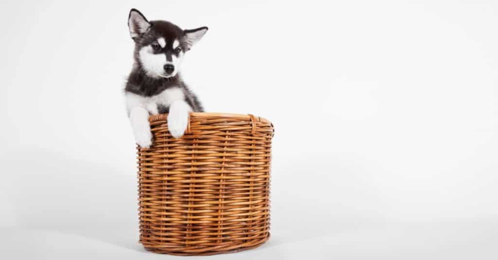 isolated Alaskan Klee Kai puppy