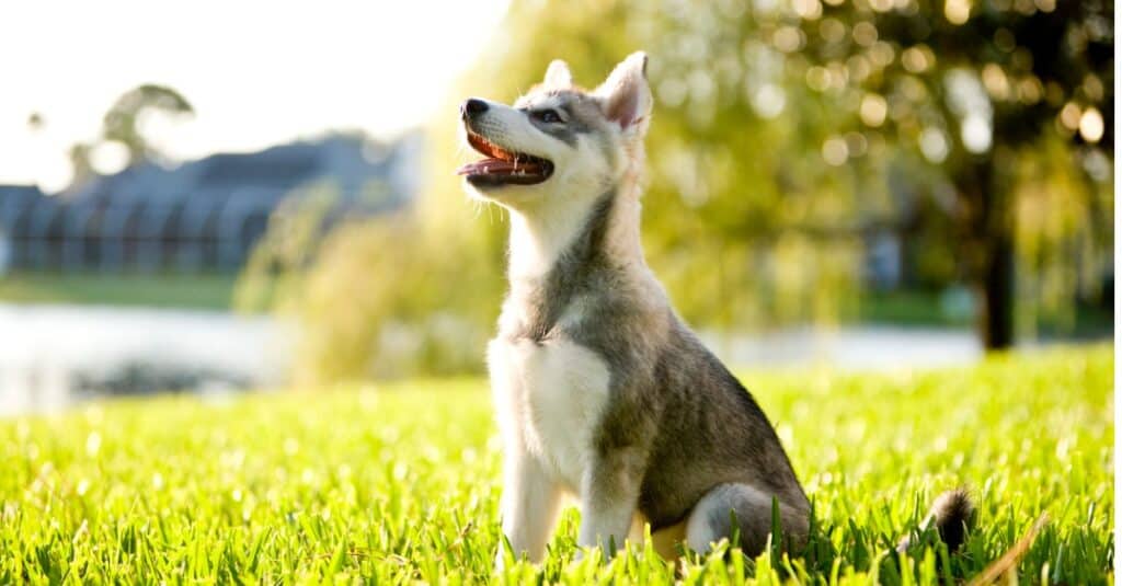 Alaskan Klee Kai puppy following commands