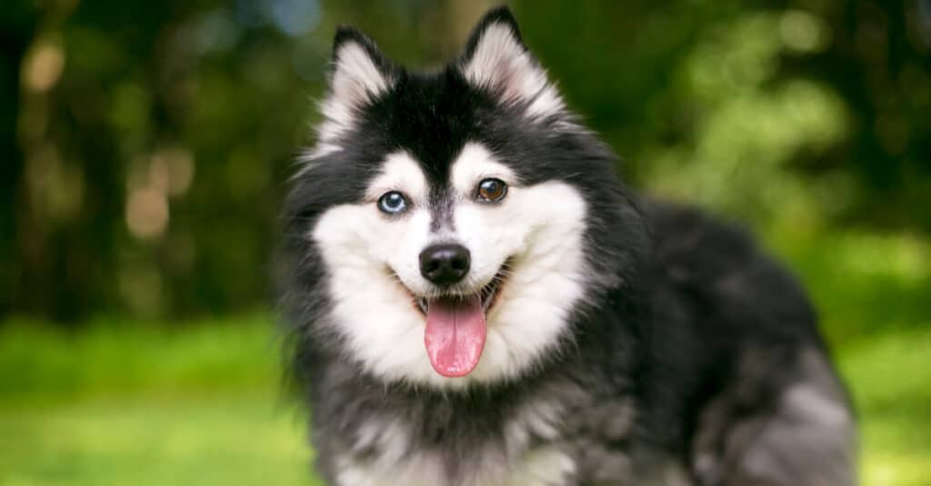 Smiling Dog with Black and White fur. Dog that looks like husky. Alaskan Klee Kai