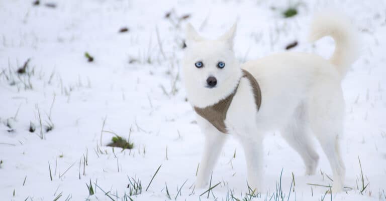 white Alaskan Klee Kai in the snow