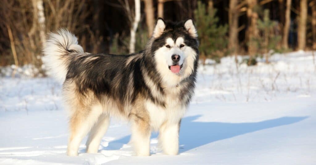 Alaskan malamute walking in the snow