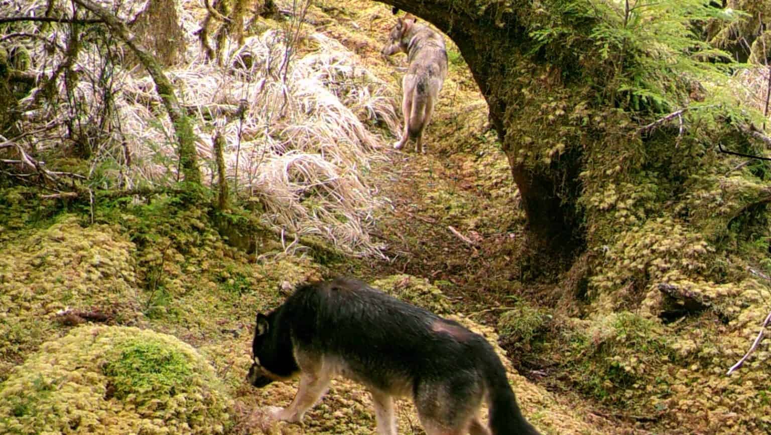Discover the 6 Largest Wolves Roaming the United States - A-Z Animals