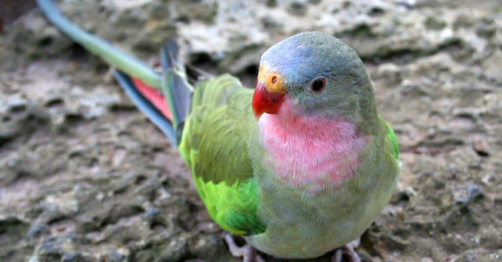 Alexandra's Parrot