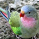 A stunning combination of pastels, Alexandra's Parrot has feathers of pink, green and blue.