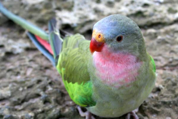 A stunning combination of pastels, Alexandra's Parrot has feathers of pink, green and blue.