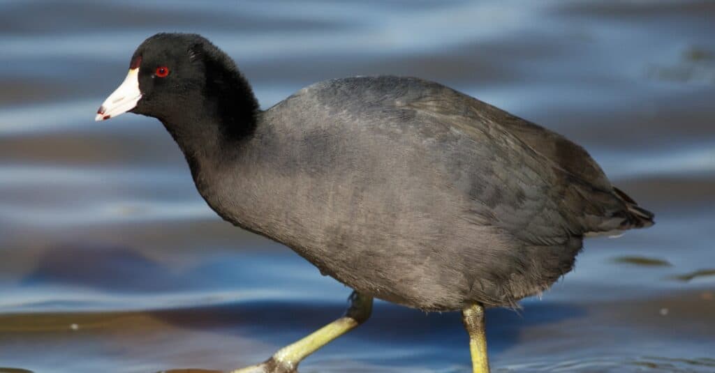 Birds that look like ducks: American Coot