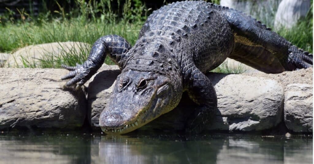 animals unique to North America: American alligator