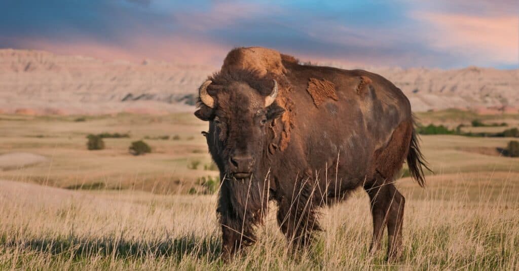 An American bison in an open field.