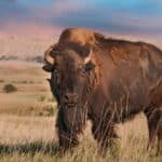 The American Bison is the largest land mammal in North America!