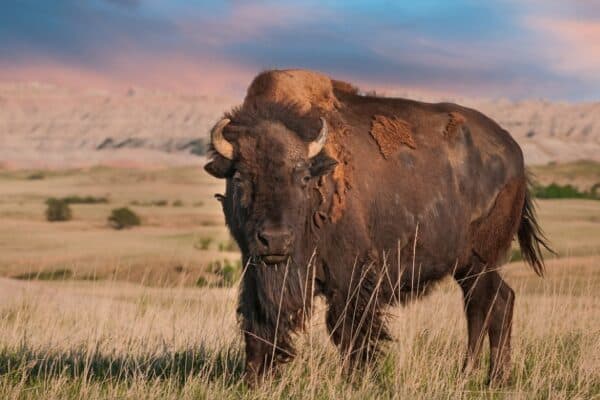 The American Bison is the largest land mammal in North America!