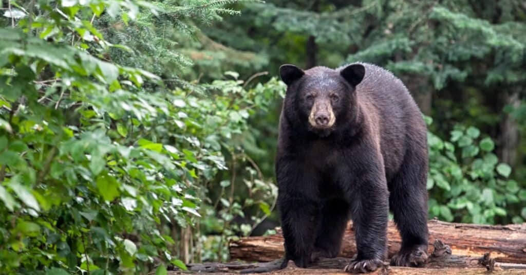 Asian black bears love the forest