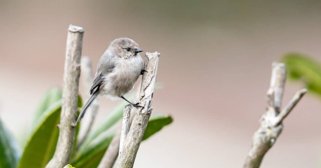 tiny American bushtit perched on cut branch