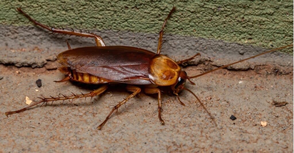 American Cockroach 1024x535 