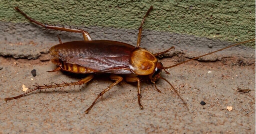 American cockroach crawling