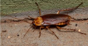Palmetto Bug vs Cockroach Picture