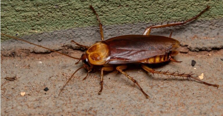 American cockroach crawling