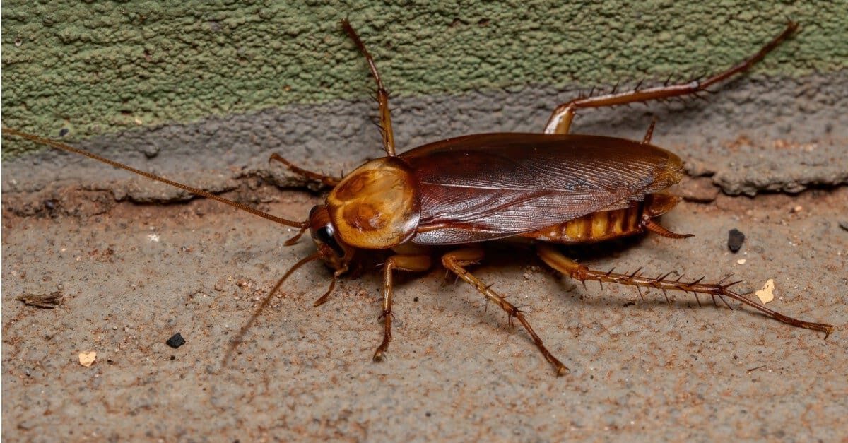 When Is Cockroach Season in North Carolina?