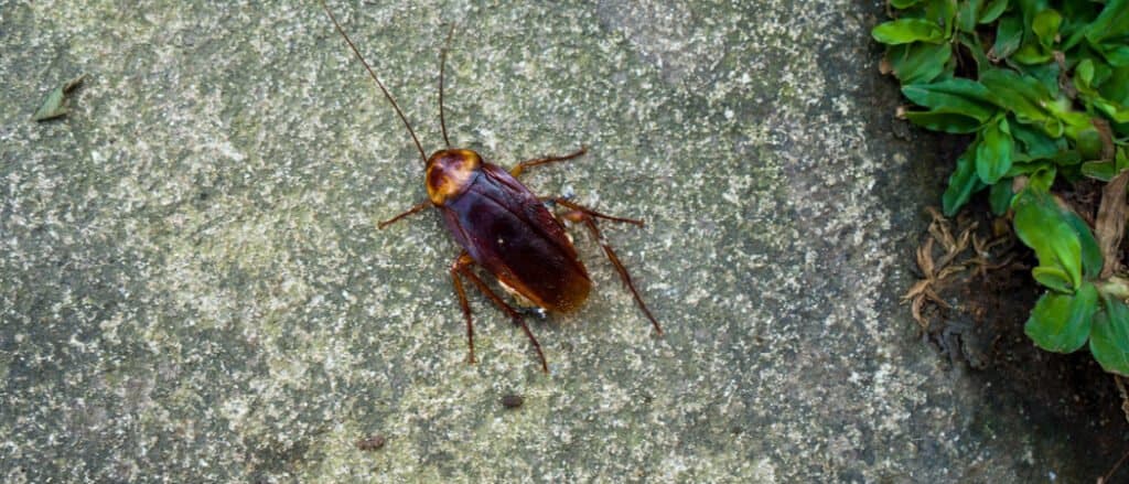 Roaches In Your Car Why They Do This And How To Remove Them IMP WORLD   American Cockroach Header 1024x439 