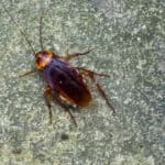 American cockroach