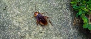 American Cockroach photo