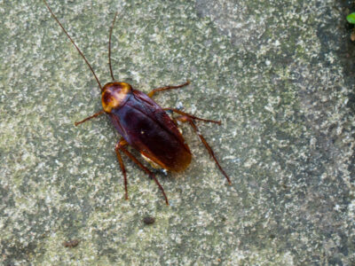 American Cockroach Picture