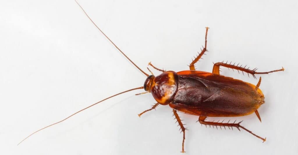 isolated American cockroach