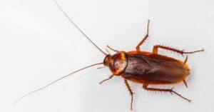When Is Cockroach Season in Tennessee? Picture