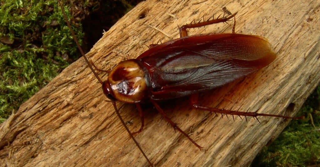 American cockroach on wood
