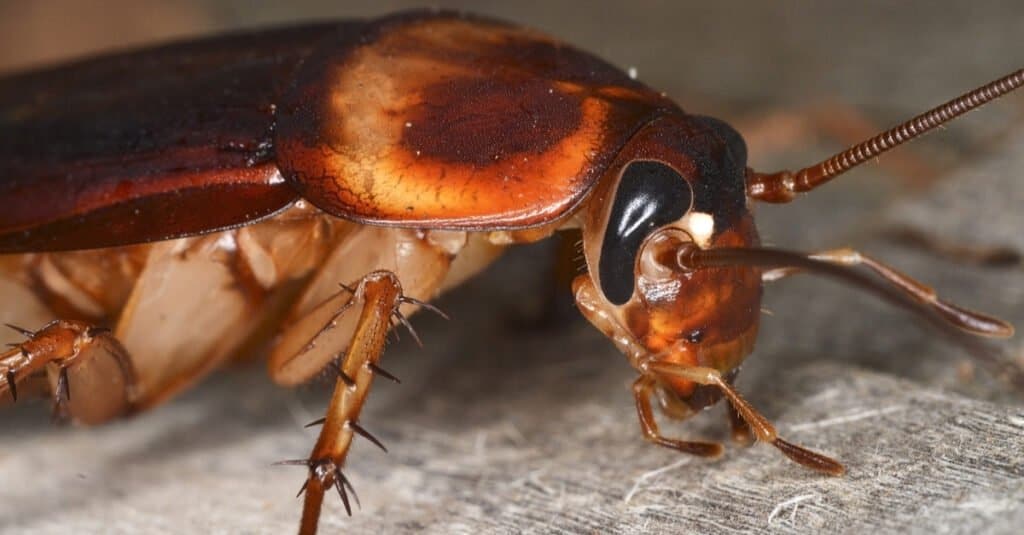 close up of an American cockroach
