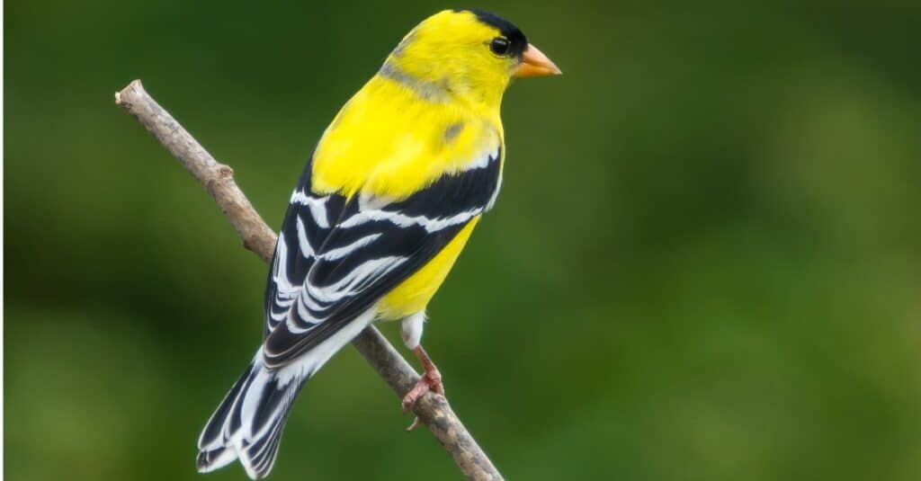 American Goldfinch perched with its back to the camera