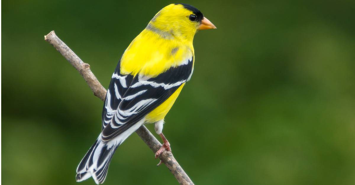 Discover 11 Beautiful Yellow and Black Birds